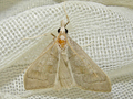 Mecyna asinalis